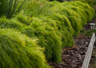Dirtwork Landscapes Backyard designs