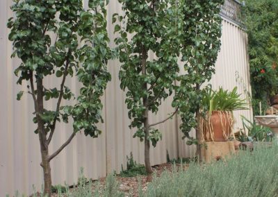 Dirtwork Landscapes Backyard Concepts